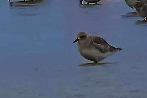 European Golden-Plover